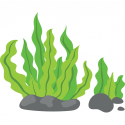 Grass clipart seaweed, Grass seaweed Transparent FREE for ...