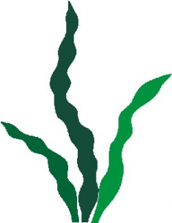 Seaweed Clipart | Clipart Panda - Free Clipart Images