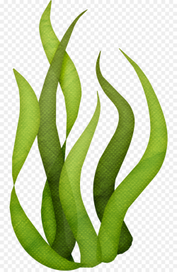 Seaweed Cartoon png download - 804*1374 - Free Transparent ...