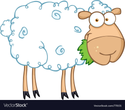 Barnyard sheep eating grass