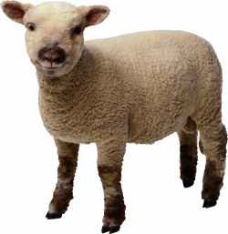 Sheep clipart realistic, Sheep realistic Transparent FREE ...