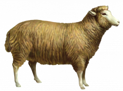 Lamb clipart realistic, Lamb realistic Transparent FREE for ...