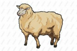 82 Best lambs & sheep images | Sheep, Sheep drawing, Animals