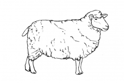 Free Sheep Drawing, Download Free Clip Art, Free Clip Art on ...