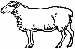 How To Draw A Sheep - ClipArt Best in 2019 | Sheep drawing ...