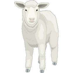 Sheep (Ewe) clipart, cliparts of Sheep (Ewe) free download ...