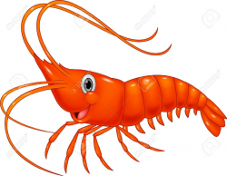 Shrimp Clipart | Clipart