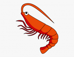 Shrimp Clipart The Cliparts - Shrimp Clipart Transparent ...