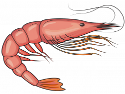 Penaeid Shrimp clipart. Free download. | Creazilla