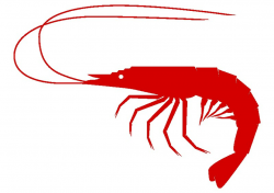 Animated Shrimp Clipart 1 For | Clipart