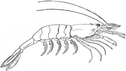Shrimp clipart black and white clipartfest - WikiClipArt
