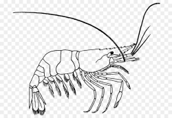Book Black And White clipart - Illustration, Shrimp, Drawing ...