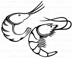 Collection of Shrimp clipart | Free download best Shrimp ...