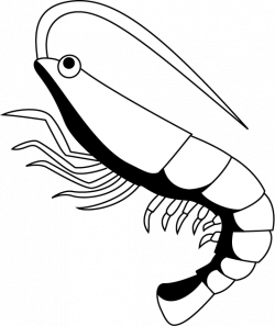 Free Shrimp Clip Art Black And White, Download Free Clip Art ...