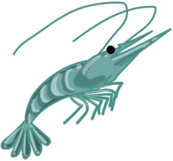 Shrimp clip art - WikiClipArt