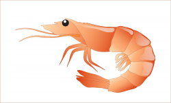 Free Shrimp Cocktail Cliparts, Download Free Clip Art, Free ...