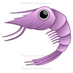 How to draw a cartoon shrimp