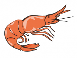 Free Shrimp Clipart, Download Free Clip Art, Free Clip Art ...