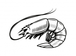 Shrimp Clipart Black And White | Free download best Shrimp ...