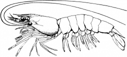 Free Shrimp Clip Art Black And White, Download Free Clip Art ...