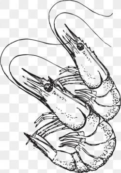 Shrimp Clipart Images, 197 PNG Format Clip Art For Free ...