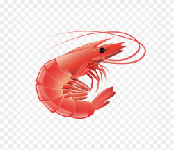 Red Shrimp Png Transparent Image - Transparent Background ...