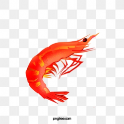 Shrimp Png, Vector, PSD, and Clipart With Transparent ...