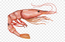 Pink Shrimp Png, Transparent Png - 640x480(#437946) - PngFind