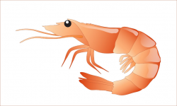 Free Shrimp Clipart, Download Free Clip Art, Free Clip Art ...