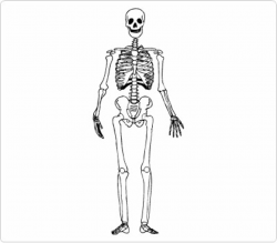 Free Skeleton Cliparts, Download Free Clip Art, Free Clip ...