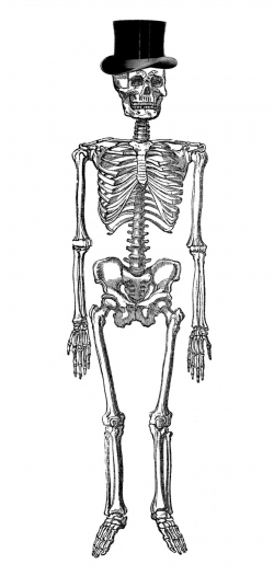 7 Vintage Anatomy Skeleton Images - The Graphics Fairy