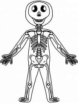 Human body skeleton clipart - Clip Art Library
