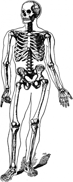 Human body skeleton clipart clipartfest - Cliparting.com