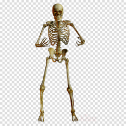 skeleton clipart Human Ape Neanderthal clipart - Human ...