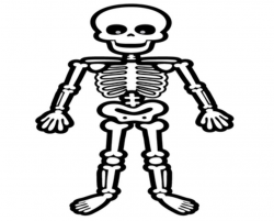 Human Skeleton Clipart | Free download best Human Skeleton ...
