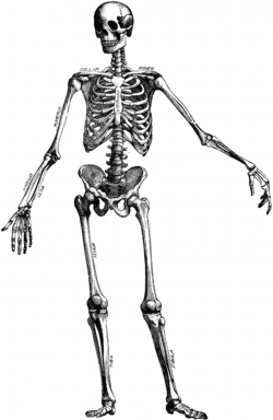 Free Human Skeleton Clipart, Download Free Clip Art, Free ...