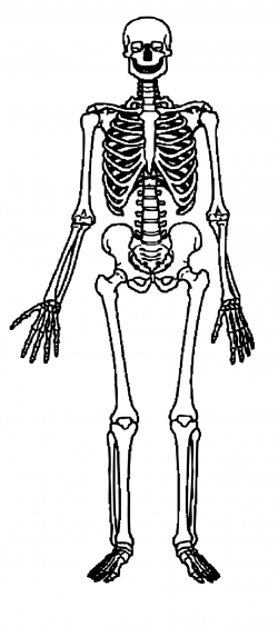 Free Fun Skeleton Cliparts, Download Free Clip Art, Free ...