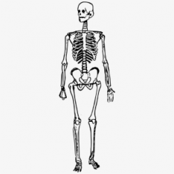 Download for free 10 PNG Skeleton png standing top images at ...