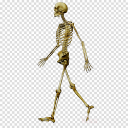 skeleton clipart Human Skeleton Metal clipart - Human ...