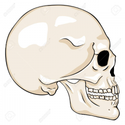 Vector Cartoon Side View Skull » Clipart Portal