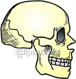 Side View Of A Human Skull - Royalty Free Clipart Picture