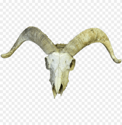 oat skull - google search - animal skull transparent PNG ...