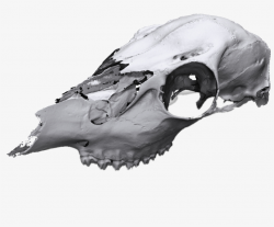 Animal Skull Scan - Skull Transparent PNG - 1000x700 - Free ...