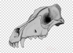 Skull Sketch clipart - Dog, Skull, Drawing, transparent clip art