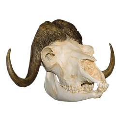 Musk Ox Skull transparent PNG - StickPNG