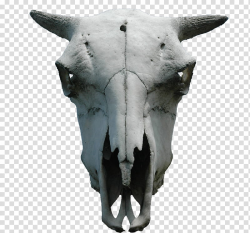 Animal skull cut out, gray bull skull transparent background ...