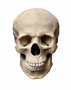 Skull Stock photography Human skeleton - skull png download ...