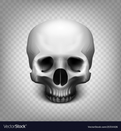 Skull transparent background