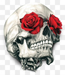 Rose Skull PNG and Rose Skull Transparent Clipart Free Download.