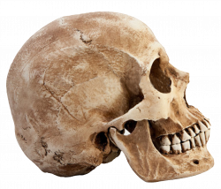 Skull PNG images free download